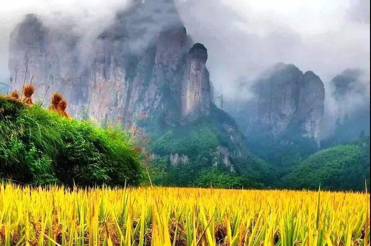 蜂王救援